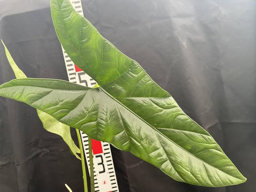 t*o様 アロカシア　シンポ　バリエガータ t*o様 アロカシア シンポ バリエガータ アロカシア シンポ